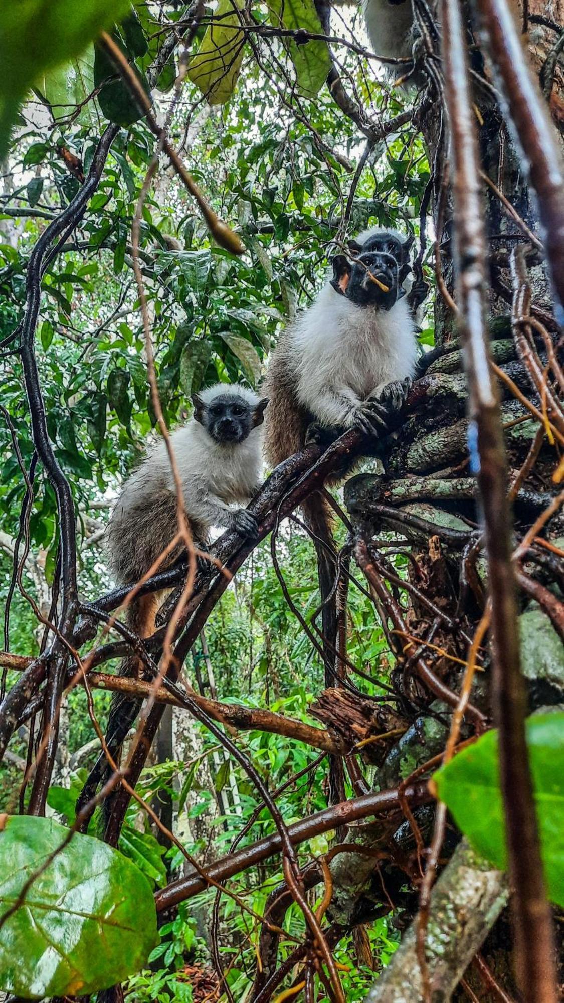 Floresta Zen - Pousada Xamanica マナウス 部屋 写真